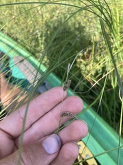 Carex lasiocarpa
