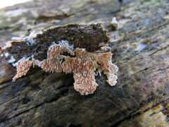 Steccherinum robustius