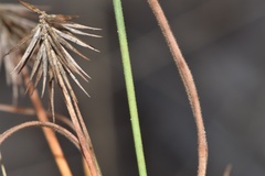 Cyperus plukenetii