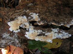 Steccherinum robustius