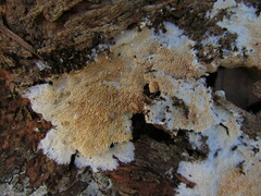 Steccherinum robustius