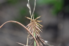 Cyperus plukenetii