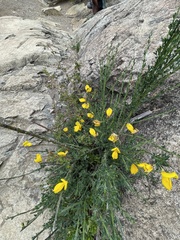 Cytisus