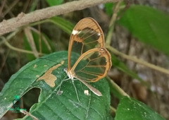 Greta morgane morgane