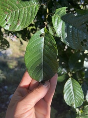 Alnus nepalensis