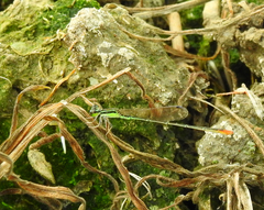 Agriocnemis pygmaea