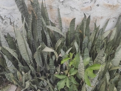 Sansevieria
