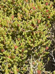 Tecticornia