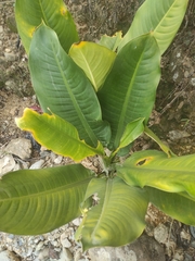 Dieffenbachia seguine