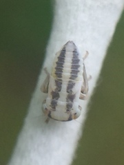 Tremulicerus distinguendus