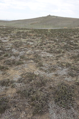 Nanophyton grubovii