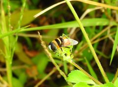 Phytomia