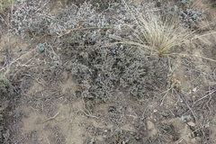 Nanophyton grubovii