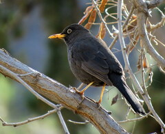Turdus chiguanco