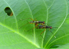Rainieria
