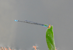 Pseudagrion rubriceps