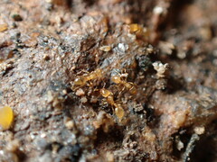 Solenopsis molesta