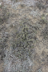 Nanophyton grubovii