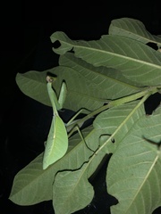 Pseudoxyops perpulchra