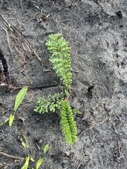 Tanacetum bipinnatum