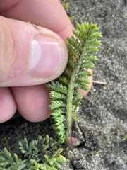 Tanacetum bipinnatum