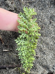 Tanacetum bipinnatum