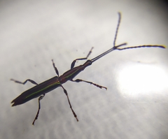 Brentidae
