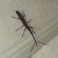 Brentidae