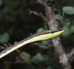 Oxybelis microphthalmus