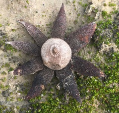 Geastrum