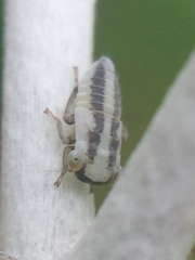 Tremulicerus distinguendus