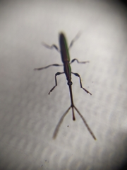 Brentidae