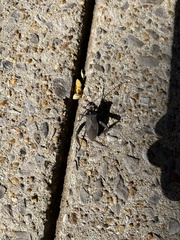 Acanthocephala femorata