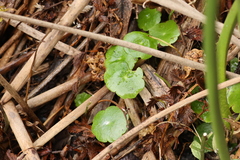 Hydrocotyle verticillata