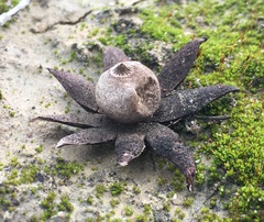 Geastrum