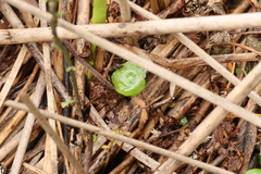 Hydrocotyle verticillata