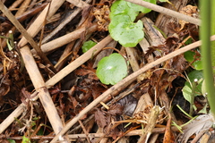 Hydrocotyle verticillata