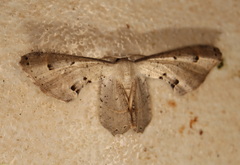Phazaca leucocephala