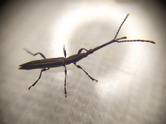 Brentidae