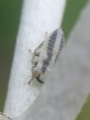 Tremulicerus distinguendus