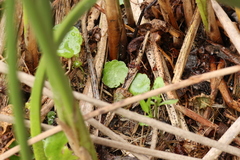 Hydrocotyle verticillata