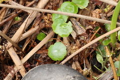 Hydrocotyle verticillata