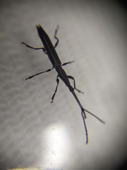 Brentidae