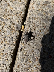 Acanthocephala femorata