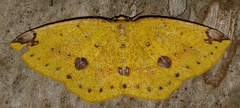 Periclina rumiaria
