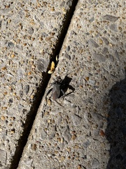 Acanthocephala femorata