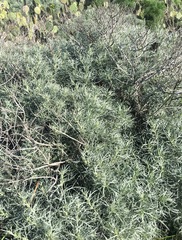 Artemisia nesiotica