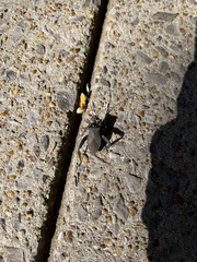 Acanthocephala femorata