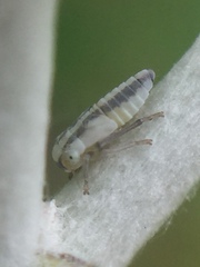 Tremulicerus distinguendus