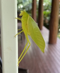 Paracaedicia serrata